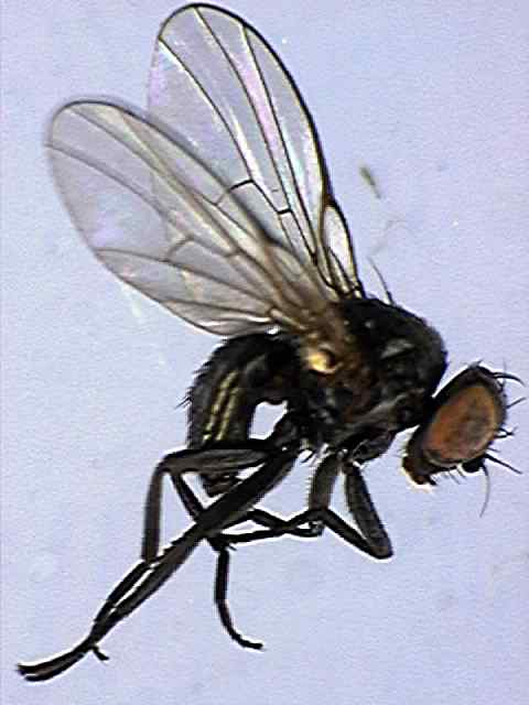 Melanagromyza angeliciphaga